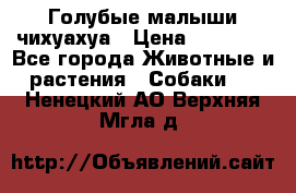 Голубые малыши чихуахуа › Цена ­ 25 000 - Все города Животные и растения » Собаки   . Ненецкий АО,Верхняя Мгла д.